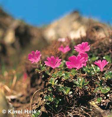 Naturschutz im Riesengebirge