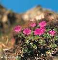 Naturschutz im Riesengebirge
