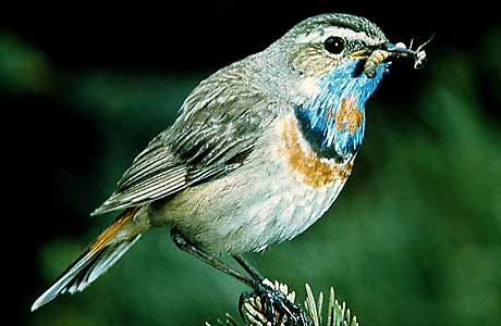 Blauer Nachtigall