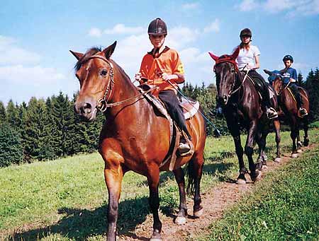 Reitpferde