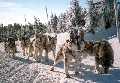 Dogsledding