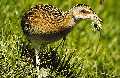 Wiesenschnarcher