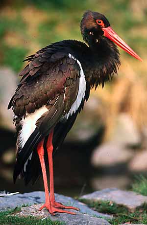 Schwarzer Storch