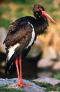 Schwarzer Storch