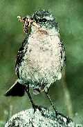 Wiesenpieper
