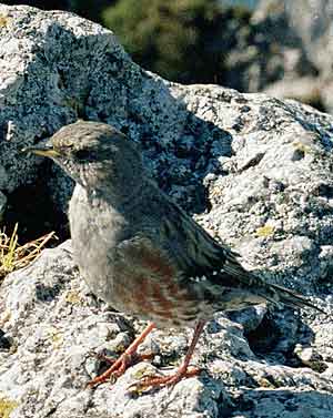 Alpenbraunelle